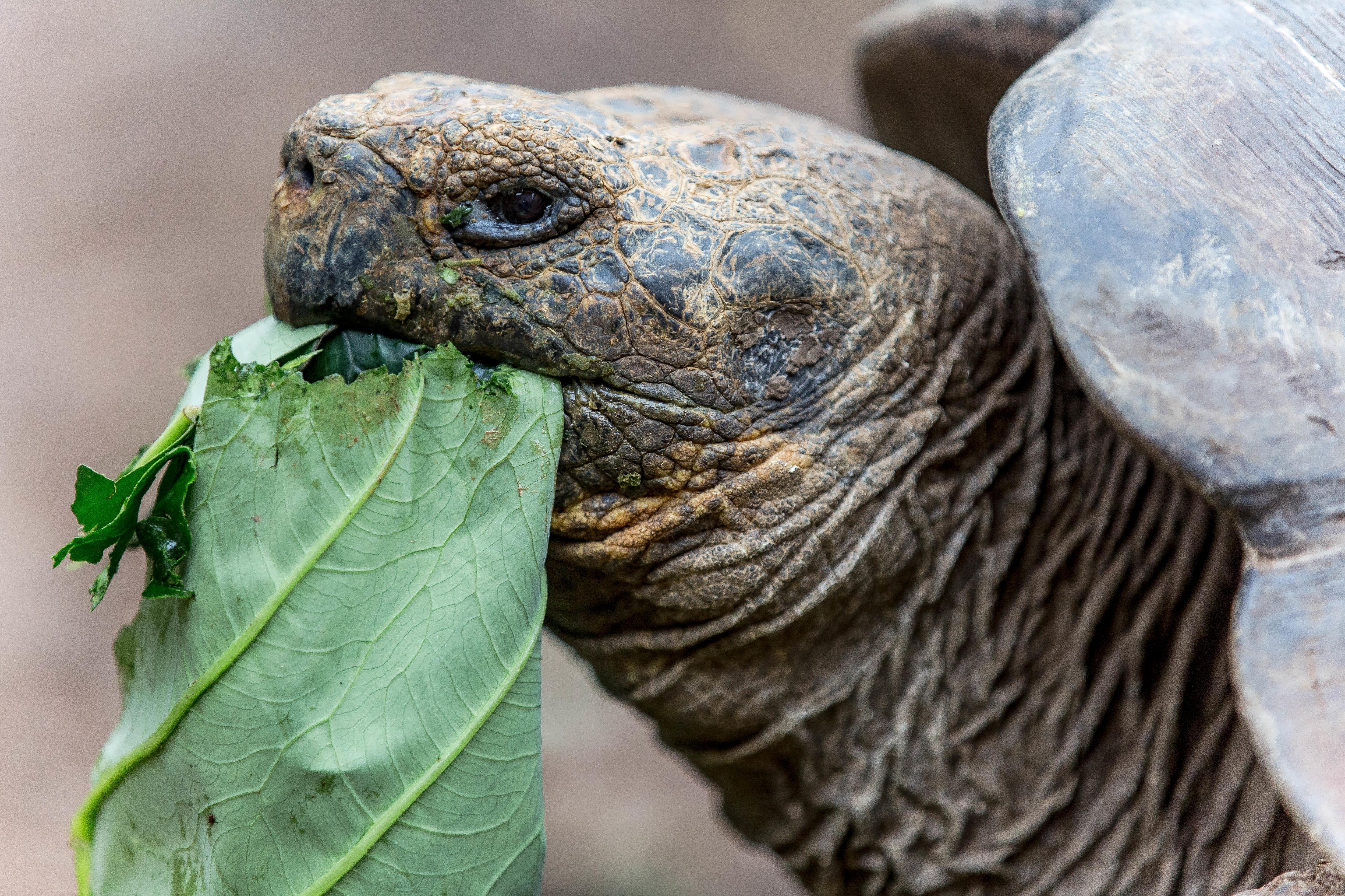 A Galapagos tortoise in Ecuador during feeding time A tortoise eating in Ecuador